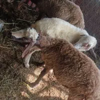 گوسفند نژاد،میش،غزل افشار،بز،بره
