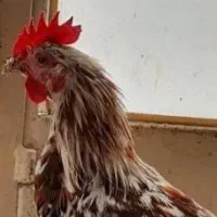 مرغ و خروس گلین