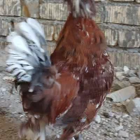 خروس سلطان