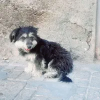 توله سگ