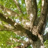 گردو بادام چیدن گردو گردو تکانی