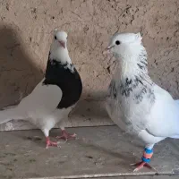 کبوتر نقش