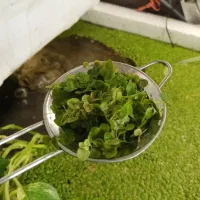 گیاه روآبی عدسک زیبایی بخش آکواریوم ،حوضچه و استخر