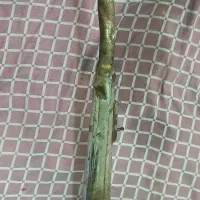 اگزوز موتور