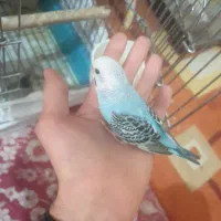 جوجه مرغ عشق تازه دون خور