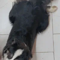 واگذاری یه توله ی ۷ماه نر میکس