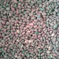 لوبیا قرمز محلی