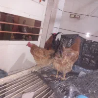 2 عدد مرغ تخم گذار و 1 عدد خروس.  ( توضیحات )