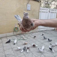 کفتر