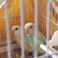 کوتوله برزیلی طوطی