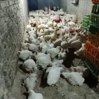 مرغ زنده