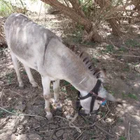فروش الاغ نر 5ساله
