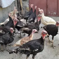 بوقلمون|حیوانات مزرعه|بیلوار, |دیوار