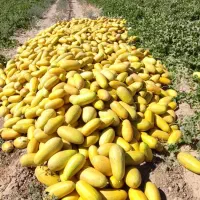 خربزه