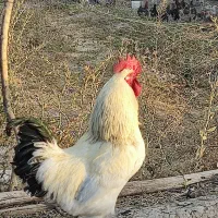 خروس جوان گلپایگانی