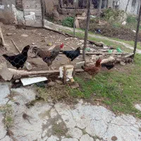 مرغ وخروس فروشی