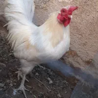 خروس سفید، زیبا و سالم