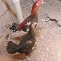 خروس