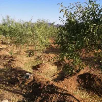 باغ نقلی فروش فوری