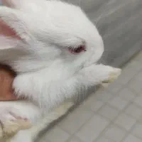 بچه خرگوش