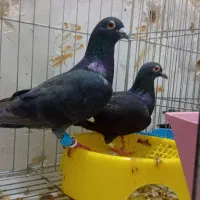 4 جفت پلاکی ودورگ معاوضه