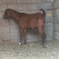 بز نر