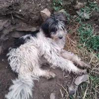 سگ خوشگل