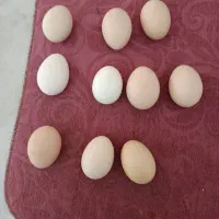 تخم نطفه دار گلین