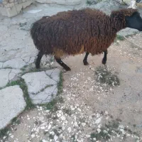 گوسفند چاق مس هم برا کشتار هم داشتی