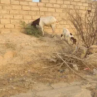 بزکهره نر