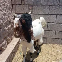 کر ه نر