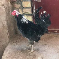 یک عدد خروس گلین زیبا و درشت