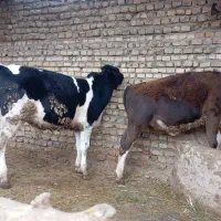 گلبهار|حیوانات مزرعه|گلبهار, شهر جدید گلبهار|دیوار