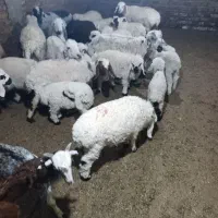 گوسفند دوقلوزا6تا