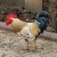 خروس درشت و سر حال
