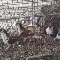 کفتر پرشی ‌خارج شهر ی