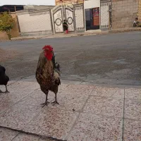 خروس|حیوانات مزرعه|شوش, |دیوار