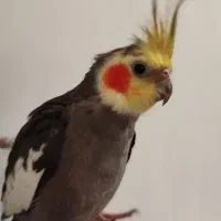 گمشده