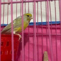 اماده به تخم