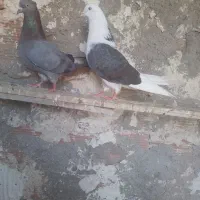 طوقی اوچان