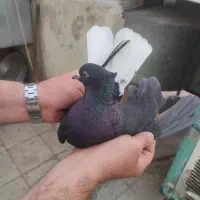 3 عدد کبوتر رنگی زاغ دم سفید کاکلی و 1 نر هفترنگ