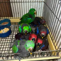 طوطی اکلکتوس