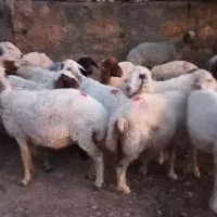 گوسفند داشتی