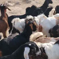 فروش ۳۸راس بز زاییده دورگ