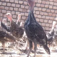 60عدد بوقلمون   آمده برای تخم گزاری
