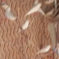 فنچ گله ایی
