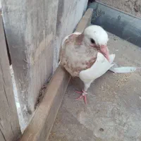 ی جفت جوجه پشتدار