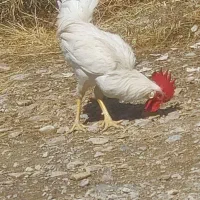 ۴ عدد خروس ۸ ماهه