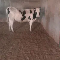 گوساله
