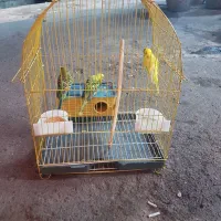 مرغ عشق